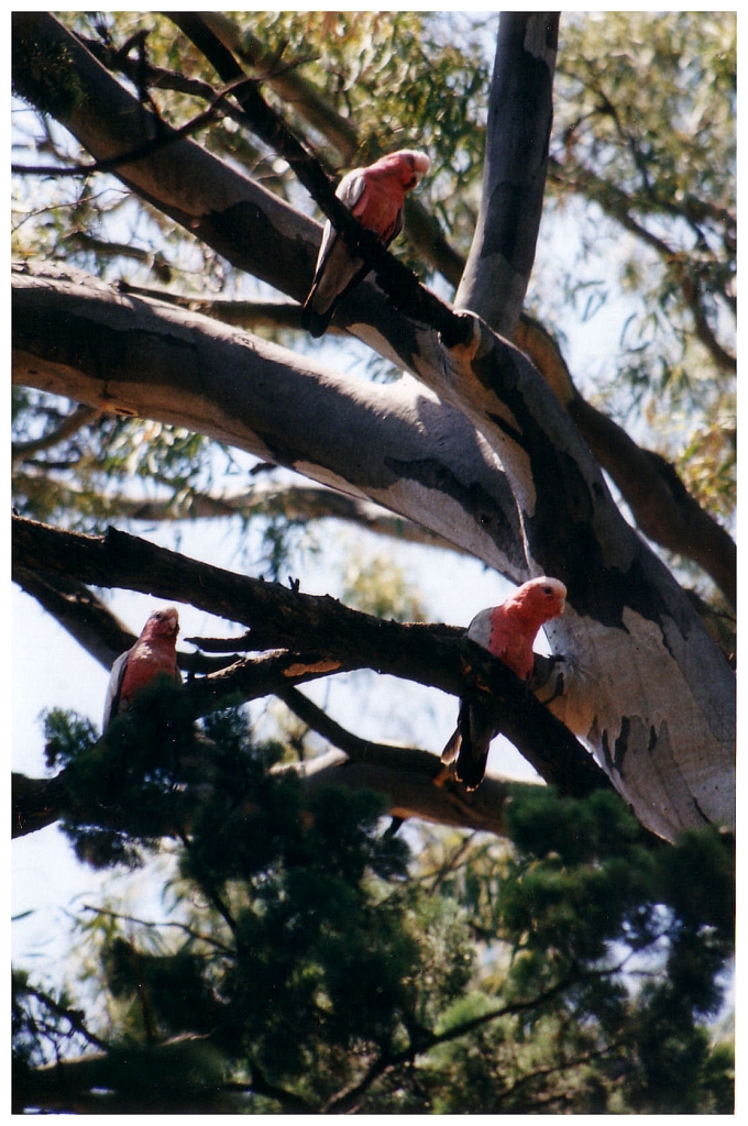 03 - The Flinders Ranges (5).jpg